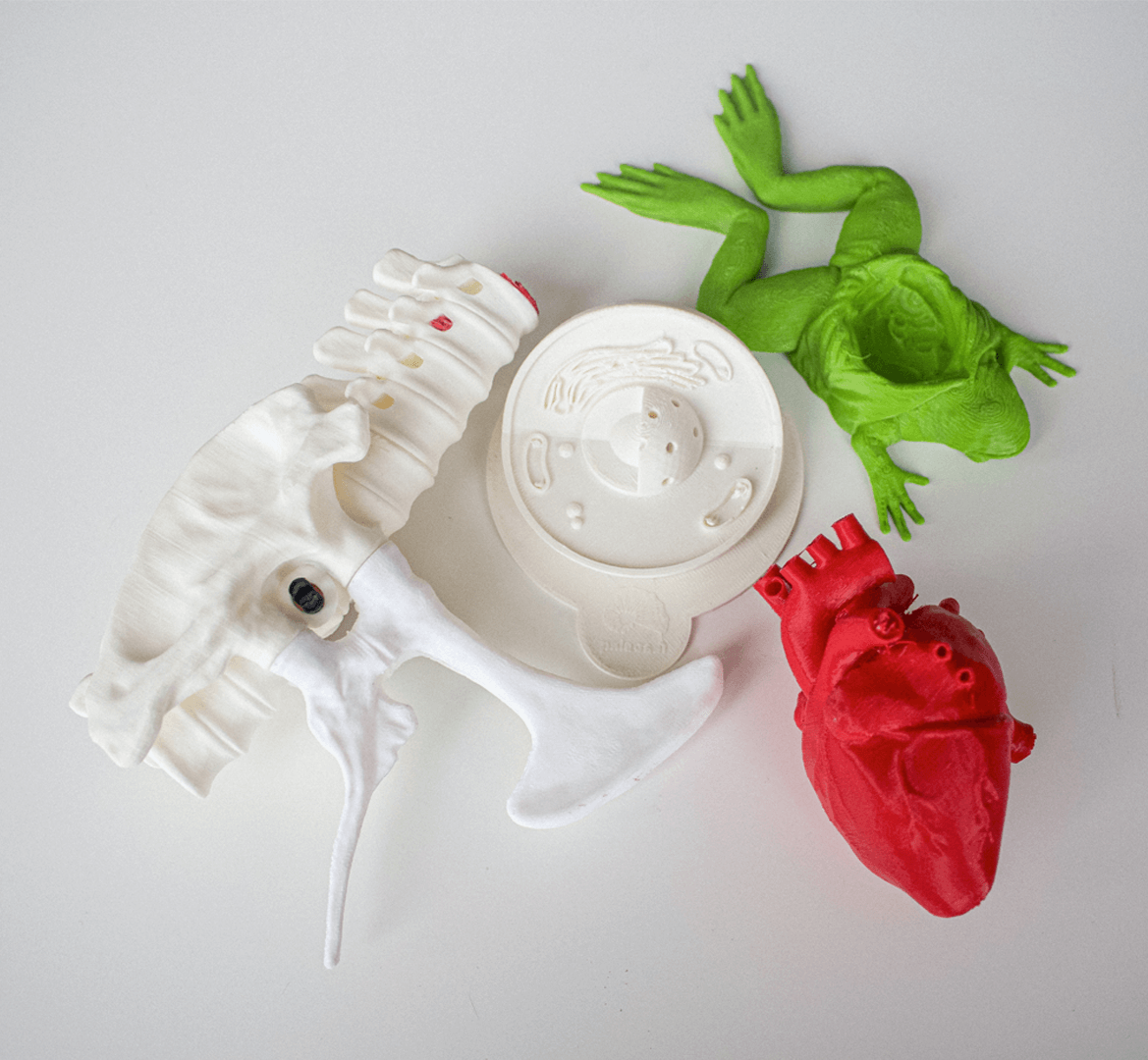 3D Printed anatomy models 